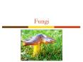 Fungi PowerPoint PPT Presentation
