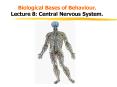 Biological Bases of Behaviour.  Lecture 8: Central Nervous System. PowerPoint PPT Presentation