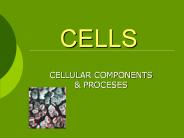 CELLS