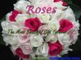 Send Flowers to Mumbai Online