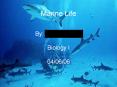 Marine Life PowerPoint PPT Presentation