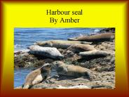 Harbour seal By Amber