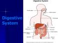 Digestive System PowerPoint PPT Presentation