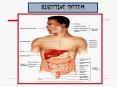 DIGESTIVE SYSTEM PowerPoint PPT Presentation