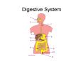 Digestive System PowerPoint PPT Presentation