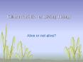 Characteristics of Living Things PowerPoint PPT Presentation
