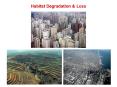 Habitat Degradation PowerPoint PPT Presentation