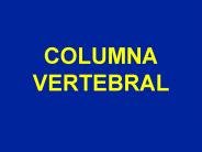 COLUMNA VERTEBRAL