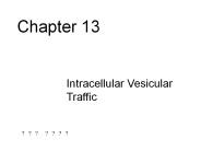 Intracellular Vesicular Traffic