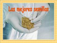AG2- Las mejores semillas