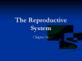 The Reproductive System PowerPoint PPT Presentation