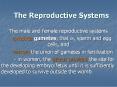 The Reproductive Systems PowerPoint PPT Presentation