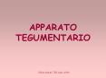 APPARATO TEGUMENTARIO PowerPoint PPT Presentation