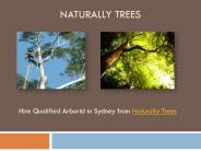 Care Your Trees with Expert Arborist in Sydney