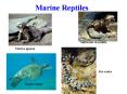 Marine turtle PowerPoint PPT Presentation
