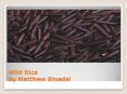 Wild Rice By Matthew Bloedel PowerPoint PPT Presentation
