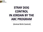 Stray dog