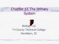 Chapter 15 The Urinary System PowerPoint PPT Presentation