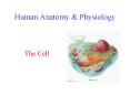 Human Anatomy PowerPoint PPT Presentation