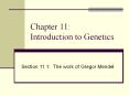 Chapter 11:  Introduction to Genetics PowerPoint PPT Presentation