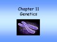 Chapter 11 Genetics PowerPoint PPT Presentation
