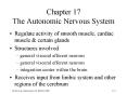 Chapter 17 The Autonomic Nervous System PowerPoint PPT Presentation