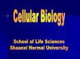 Cellular Biology PowerPoint PPT Presentation