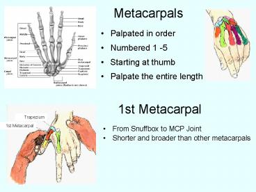 Metacarpals