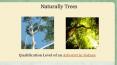 Naturally Trees - Expert Arborist in Sydney PowerPoint PPT Presentation