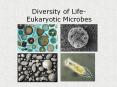 Diversity of Life- Eukaryotic Microbes PowerPoint PPT Presentation