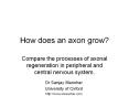 How does an axon grow? PowerPoint PPT Presentation