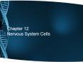 Chapter 12 Nervous System Cells PowerPoint PPT Presentation