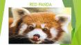 Red Panda School Project PowerPoint PPT Presentation