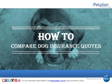 How to Compare Dog Insurance Quotes