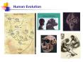 Human Evolution PowerPoint PPT Presentation