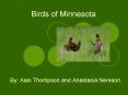 Birds of Minnesota PowerPoint PPT Presentation