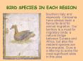 BIRD SPECIES IN EACH REGION PowerPoint PPT Presentation