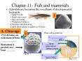 Chapter 11- Fish and mammals PowerPoint PPT Presentation