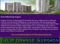 Tulip Orange in Gurgaon PowerPoint PPT Presentation