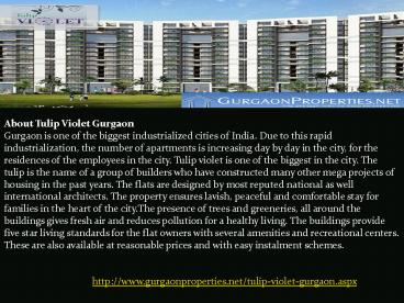 Tulip Violet in Gurgaon