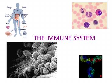 THE IMMUNE SYSTEM