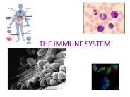 THE IMMUNE SYSTEM