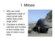 1. Mitosis