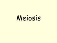 Meiosis