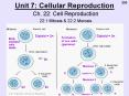 Unit 7: Cellular Reproduction PowerPoint PPT Presentation