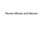 Review Mitosis and Meiosis