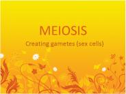 MEIOSIS