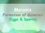 Meiosis Formation of Gametes (Eggs