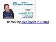 Removing Tree Roots in Drains
