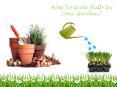 How To Grow Bulb In Your Garden? PowerPoint PPT Presentation